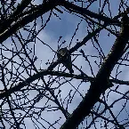 Pochette Birdeye Light Source