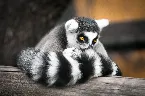 Pochette Distracting Bitten Tails