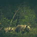Pochette Wildlife Addendum
