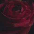 Pochette Alleviate (acoustic)