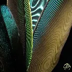Pochette Colors of the Feather