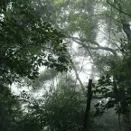 Pochette The Ancient Forest V