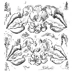 Pochette Criminals / Illusions