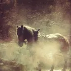 Pochette Seven Hells, Volume IV: Into the Flowery