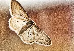 Pochette A Moth at the Porchlight