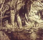 Pochette There Was No One There