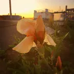 Pochette We’re Floating