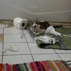 Pochette Perpetual Damnation