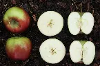 Pochette The Admission Price Is an Apple