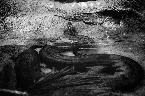 Pochette Poet's Reproduction of Flexible Unconscious Nihilism With a Gang of Free-Spirited Swinger Zombies
