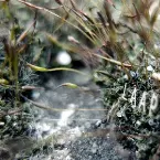 Pochette L.A.A.P. (EP)