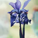 Pochette Iris