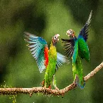 Pochette Birds