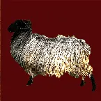 Pochette Sheep