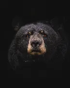 Pochette Bear Land