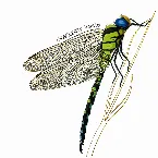 Pochette Dragonfly