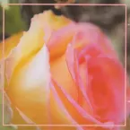 Pochette The Fragrance of Eternal Roses