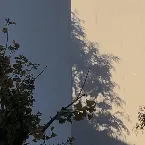 Pochette Sankagetsu EP