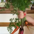 Pochette Artificial Organ (WHAT?? mix)