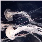 Pochette Oceans of Sound