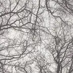 Pochette You're An Orchestra In The Cosmos