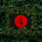 Pochette In Bloom (in the woods)