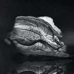 Pochette Disappear as If You’re Self-Absorbed, Be a Magnolia Manifestation