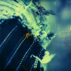 Pochette A Catch In The Voice