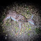 Pochette crocodile eyes