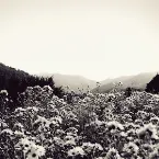 Pochette The Bull Head Emperor