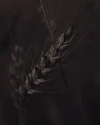 Pochette We Are the Wild Crops of Divinity