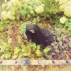 Pochette THE EXCAVATION