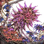 Pochette The Beauty of the Broken