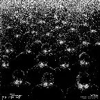 Pochette Canerandagio parte 1