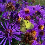 Pochette Small Pebbled Forest / Can You See Me I'm Waving