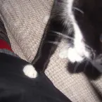 Pochette leftovers (Tomorrow's Lunch)