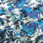 Pochette 遥か