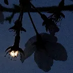 Pochette Frühlingsnacht