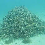 Pochette Hellraiser 2 (demo1)