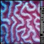 Pochette Labyrinth