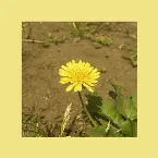 Pochette 민들레