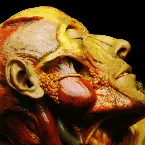 Pochette Show-Off Cadavers - The Anatomy of Self Display