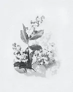 Pochette Rest in Peace (A Soundtrack for Irreversible Relaxation)