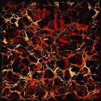 Pochette Conveniently Blind