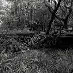 Pochette The Ancient Forest III