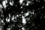 Pochette The Origin of Negation