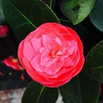 Pochette Loveries Crari