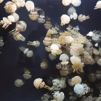 Pochette Whatever Makes You Feel Safe