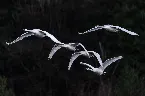Pochette Wings of Flight, Volume 2