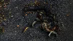 Pochette Collecting Flies